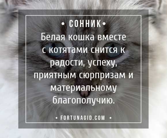 К чему снится кошка с котятами: выбор сонника, значение и толкование сна - tolksnov.ru