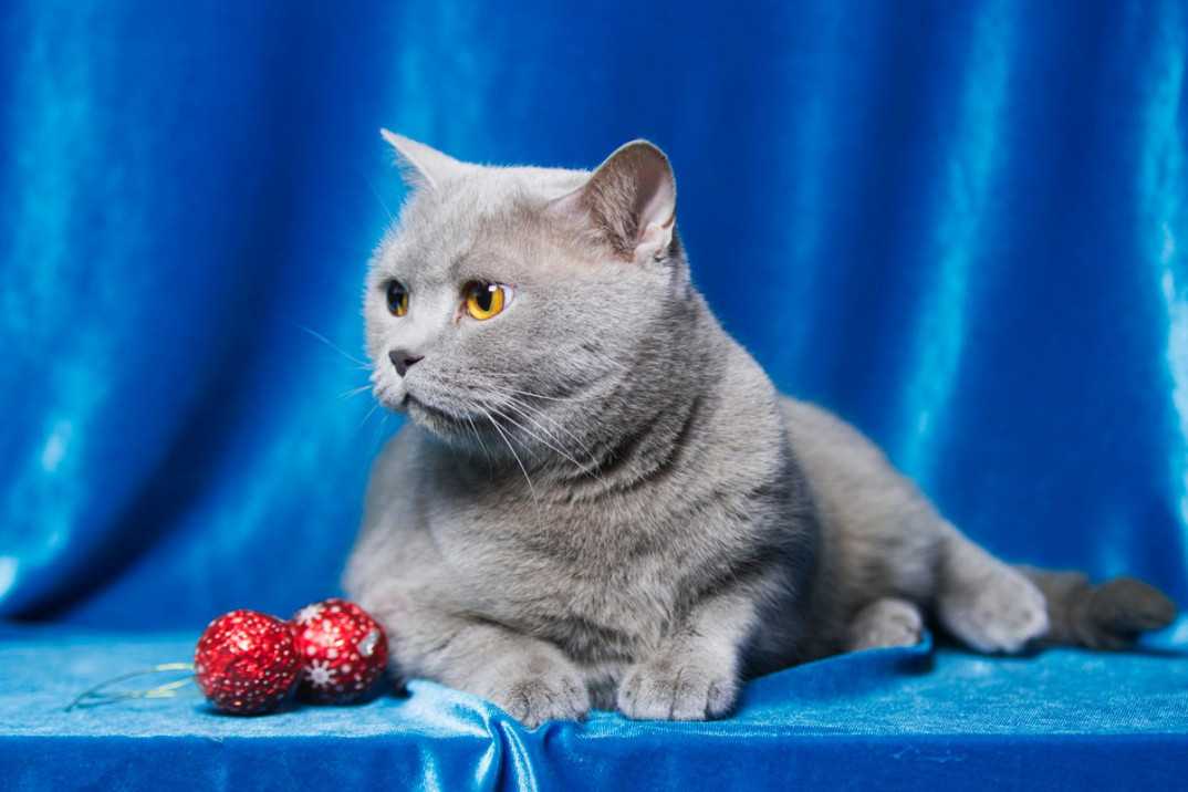 Котята-метисы шотландской кошки. форум владельцев кошек