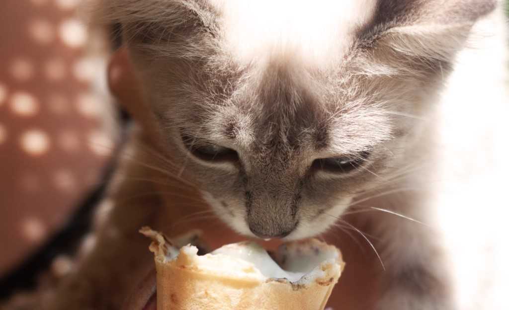 Почему кошкам нельзя сладкое?
