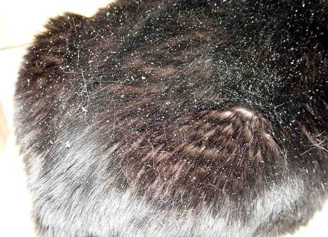 Хейлетиеллез (бродячая перхоть) у кошек – поражение кожным клещём