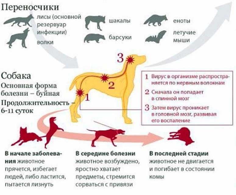 Бешенство у кошек: первые симптомы и опасность для человека  - mimer.ru