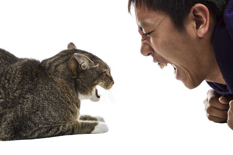 Почему кошка лижет руки и лицо человека