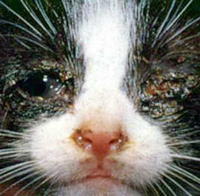 Инфекционный перитонит кошек fip (впк, ипк)