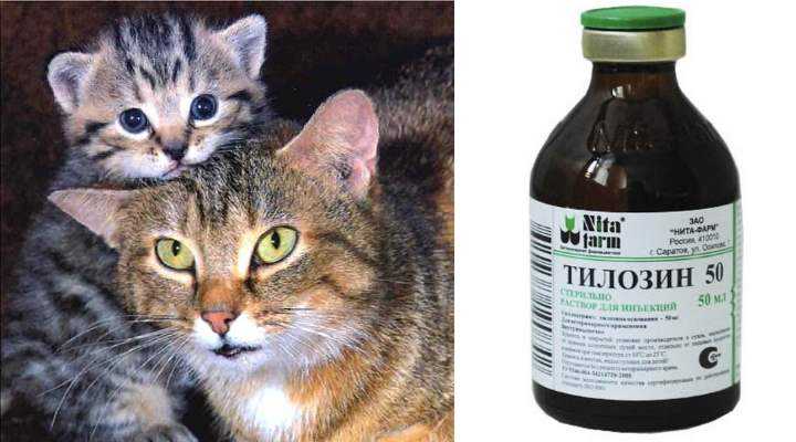 Инструкция по применению в ветеринарии тилозина 50 для лечения кошек, показания, противопоказания и побочные действия
