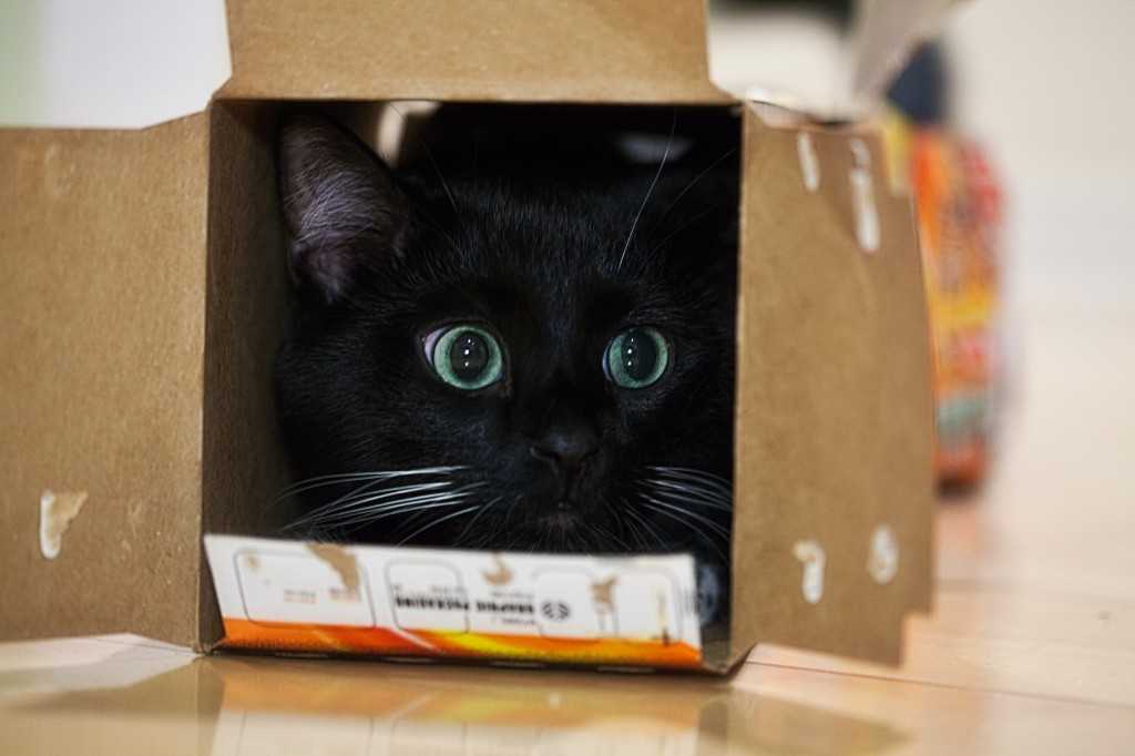 Почему кошки и коты любят коробки: в чем это проявляется, каковы причины, вред и польза такой привычки, фото, видео