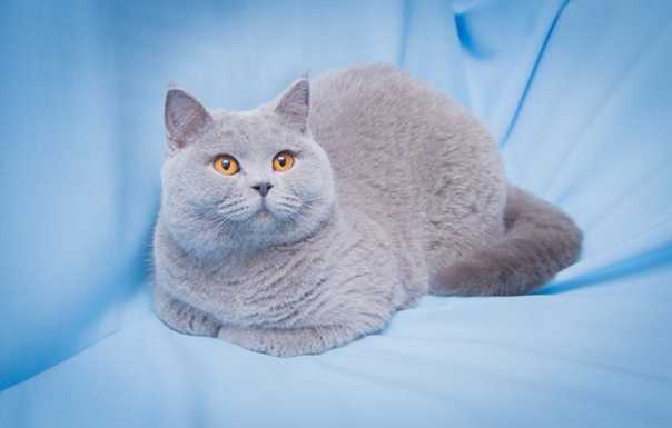 Британские котята из питомника silvery snow купить г. москва №36 - птичий рынок экзотика