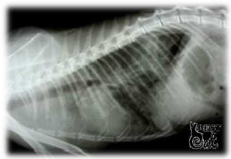 Оторвался тромб у кошки. тромбоэмболия у кошек: клинические признаки и методы лечения - доктор от аллергии