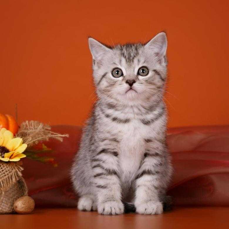 Шотландская кошка: описание окраса и характера породы, уход за шотландцем и его содержание, выбор котёнка, отзывы владельцев, фото кота