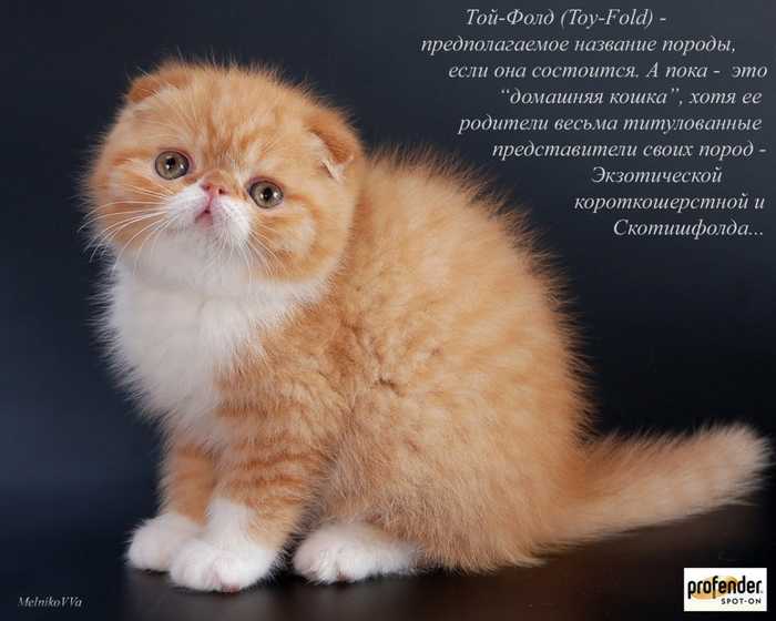 Какие породы кошек самые распространённые в россии. топ-10 самых популярных пород кошек с описанием и фото | inwomen