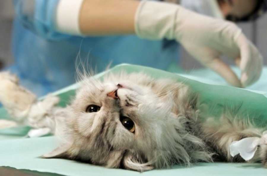 Стерилизация кошки (часто задаваемые вопросы, faq)