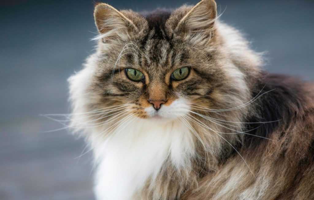 Европейские кошки (55 фото): почему эта порода котов называется короткошерстной или кельтской? описание характера гладкошерстных животных и распространенные окрасы