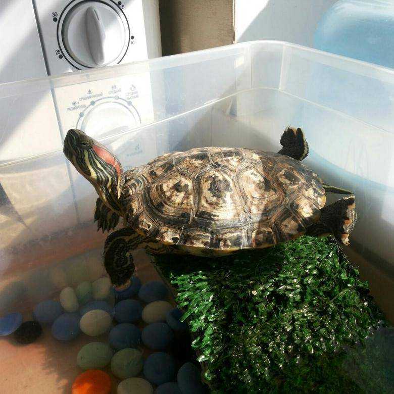 Сухопутные и водные черепахи: как ухаживать за черепахой дома, информация о видах, лечение болезней черепах