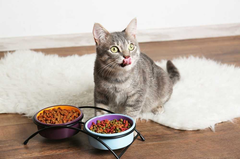Смешанное кормление кошек - польза или вред?| советы от perfect fit™