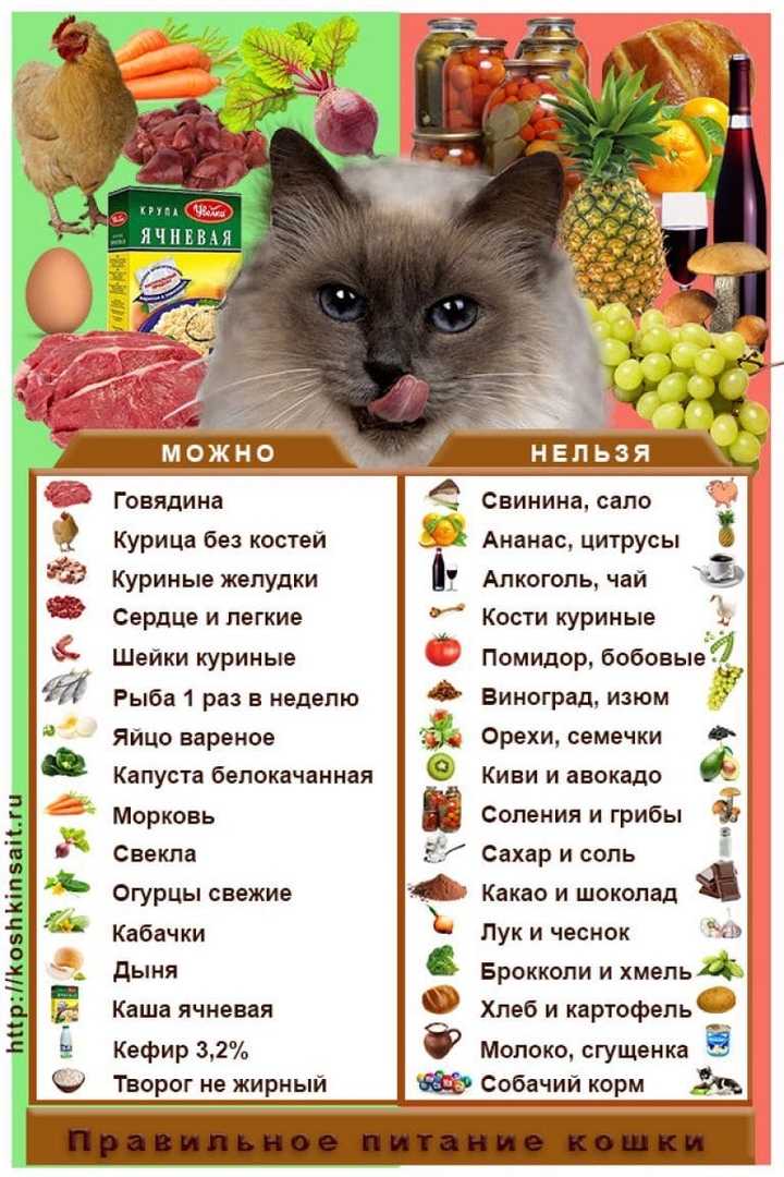 Чем кормить шотландского вислоухого котенка: в 1, 2, 3, 4 или 6 месяцев, натуральное меню, или готовые корма, витамины, запрещенные продукты
