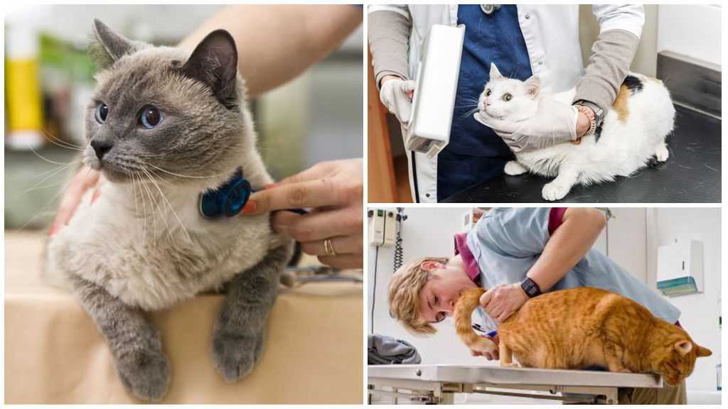 Глисты у кошек. симптомы, лечение, профилактика кошачьих глистов