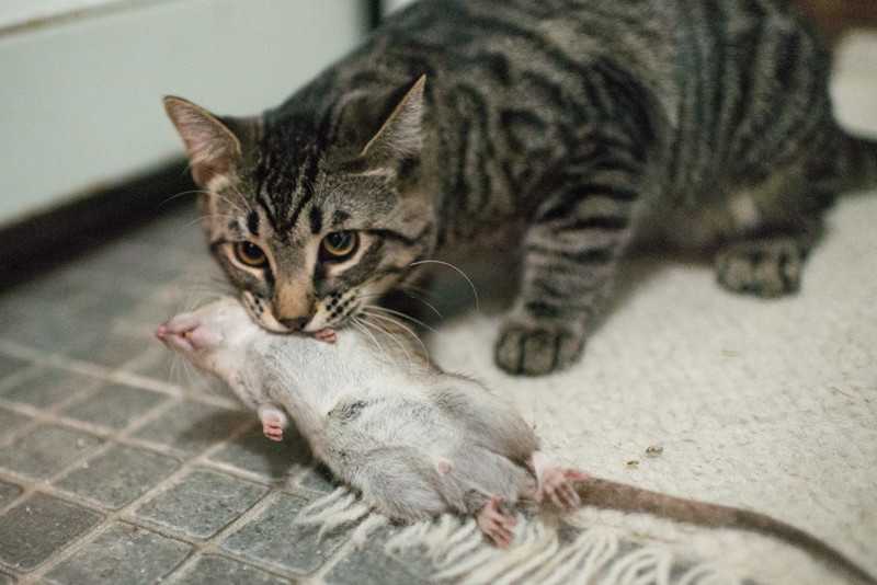 Зачем кошки несут убитых животных домой: объясняем причину таких «подарков»