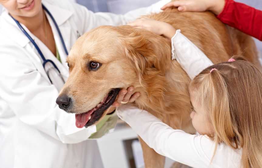 Собака кашляет с кровью: причины и лечение | блог ветклиники "беланта"