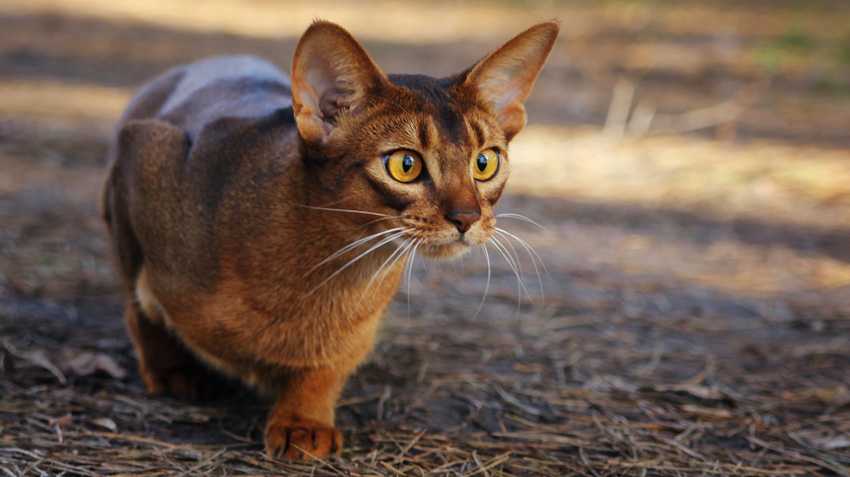Абиссинская кошка: 7 особенностей характера