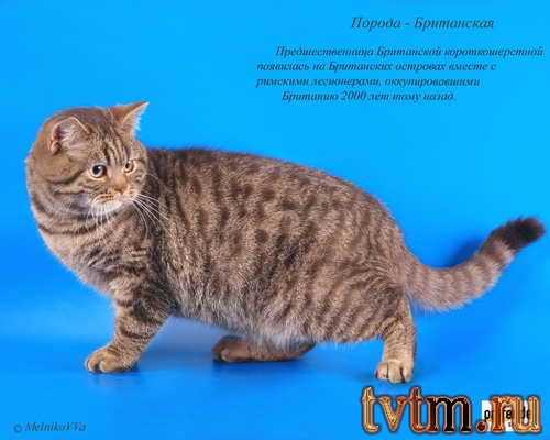 Этот раздел посвящен русским породам кошек. Каждая статья о породе снабжена подробным описанием, фотографиями и видео-материалами.
