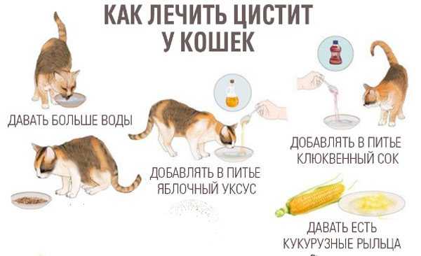 Заболевания мочевыводящих  путей у кошек: причины, симптомы и советы по выбору корма