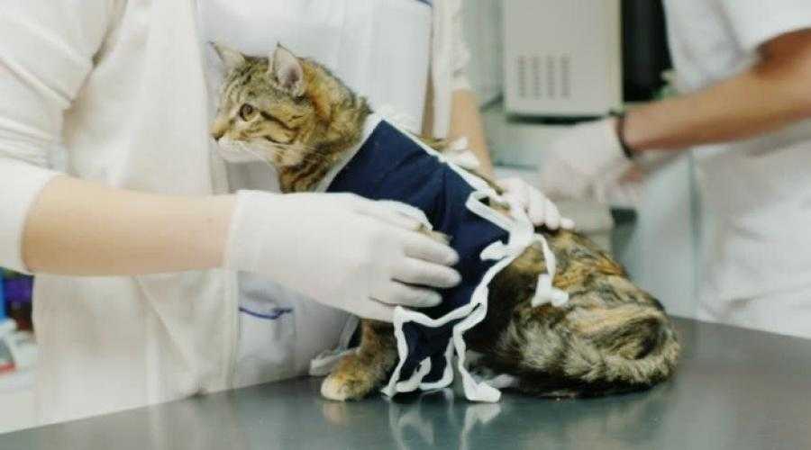 Стерилизация кошки (старая статья)