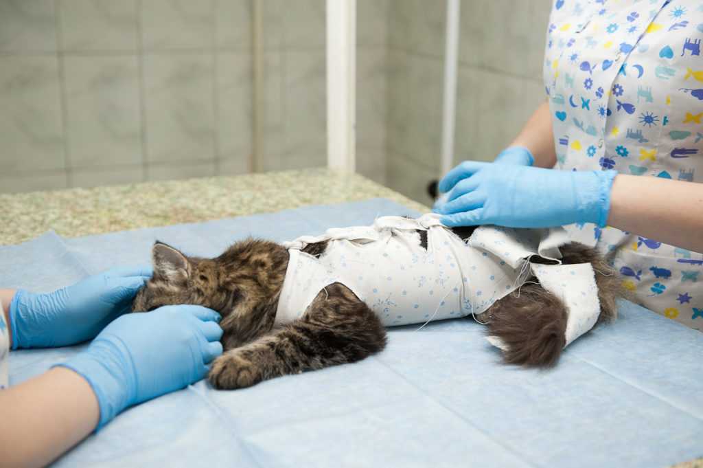 Кастрация кота в 6 лет: подготовка, возможные осложнения, реабилитация