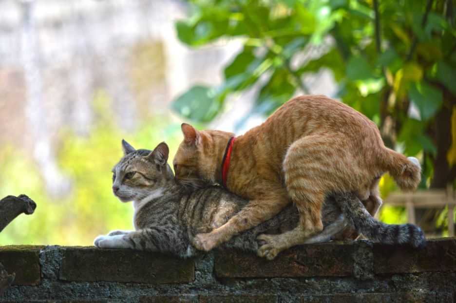 ᐉ как свести кота с кошкой первый раз – как заставить кошек спариваться? - zoomanji.ru