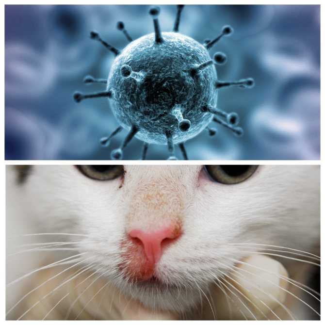 Симптомы и лечение токсоплазмоза у кошек в нижнем новгороде