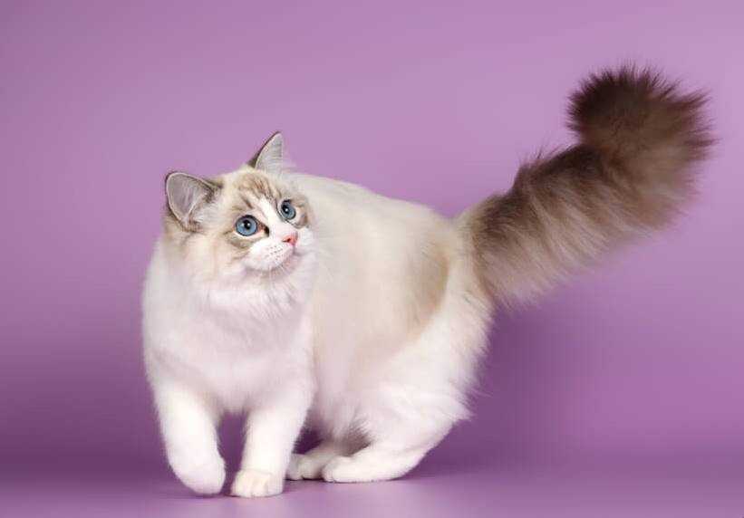 Рэгдолл кошка: описание породы и характера, особенности ухода, содержания, кормления