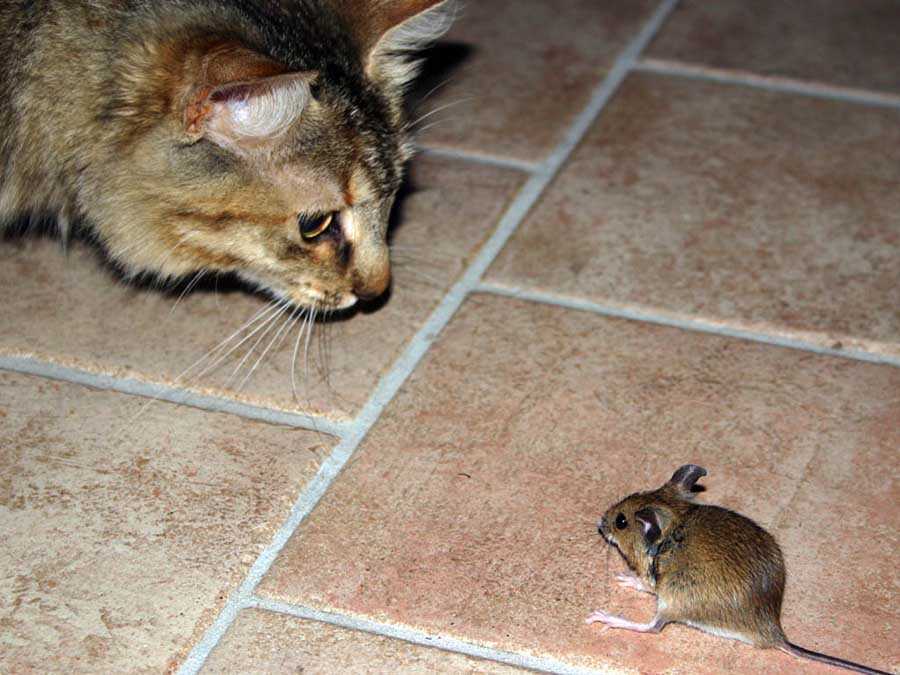 Почему кошки приносят хозяину домой убитых ими мышей