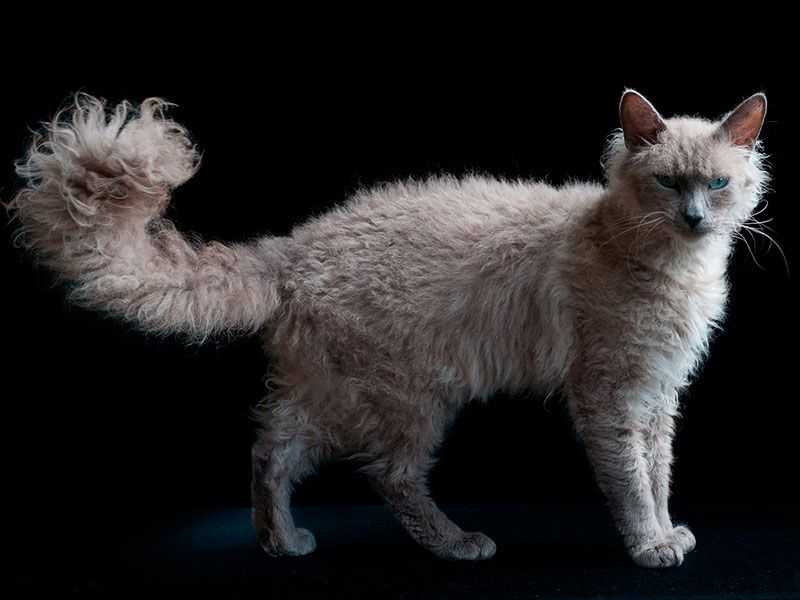 Хайленд фолд: описание породы кошек, характер, отзывы (с фото и видео)