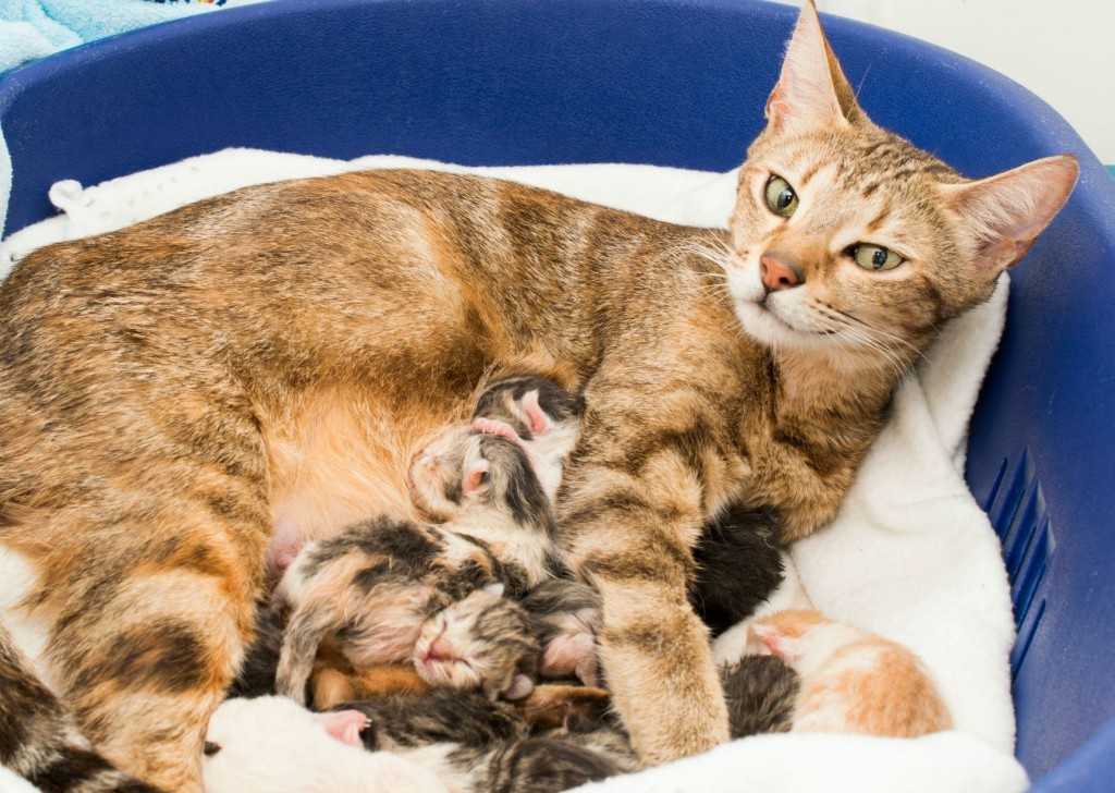 Можно ли мыть кошку после родов: мнение специалистов