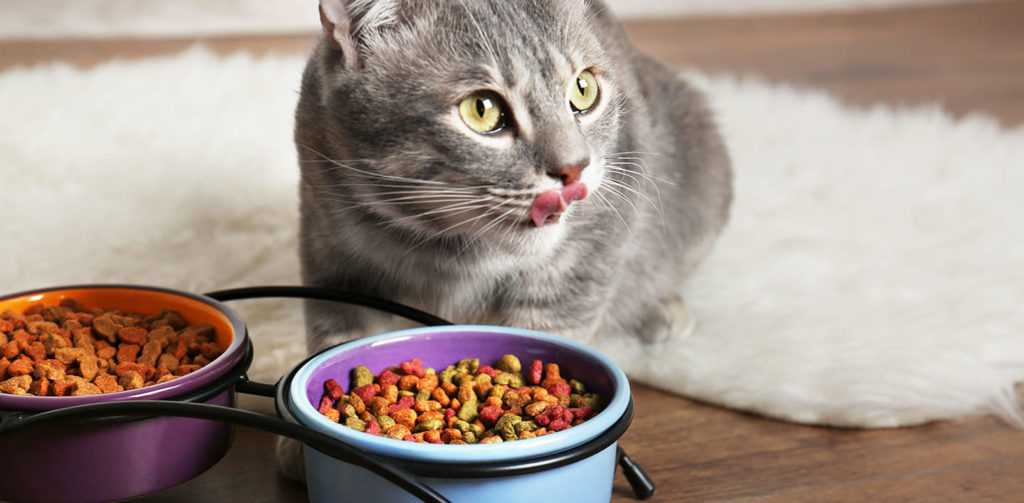 Как приучить кота есть все подряд. приучаем кошку к домашней еде: доводы в пользу здорового питания