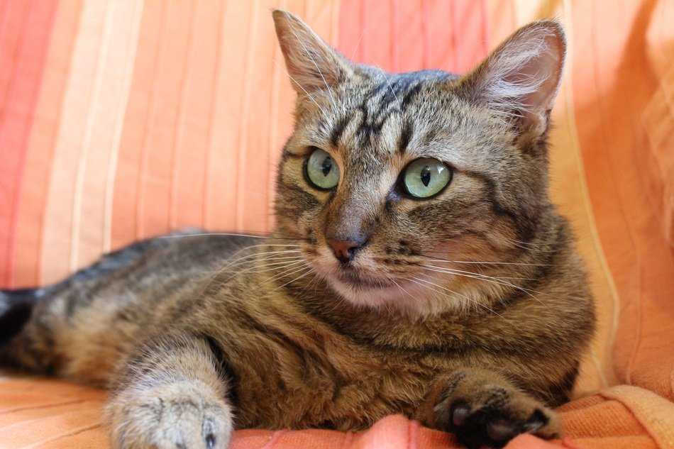 Бразильская короткошерстная кошка: описание породы с фото