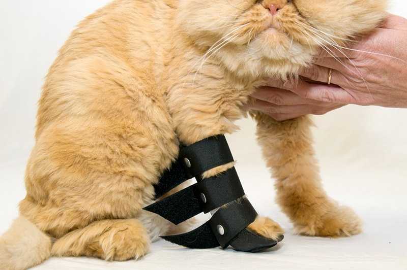 Симптомы челюстных травм у кошек | лечение переломов челюсти в нижнем новгороде
