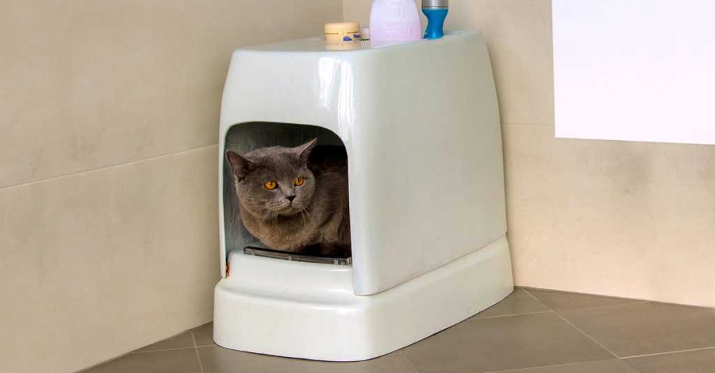 Стоит ли покупать самоочищающийся туалет для кошек: кому подойдет, преимуществ и недостатки, виды, обзор лучших брендов, отзывы владельцев