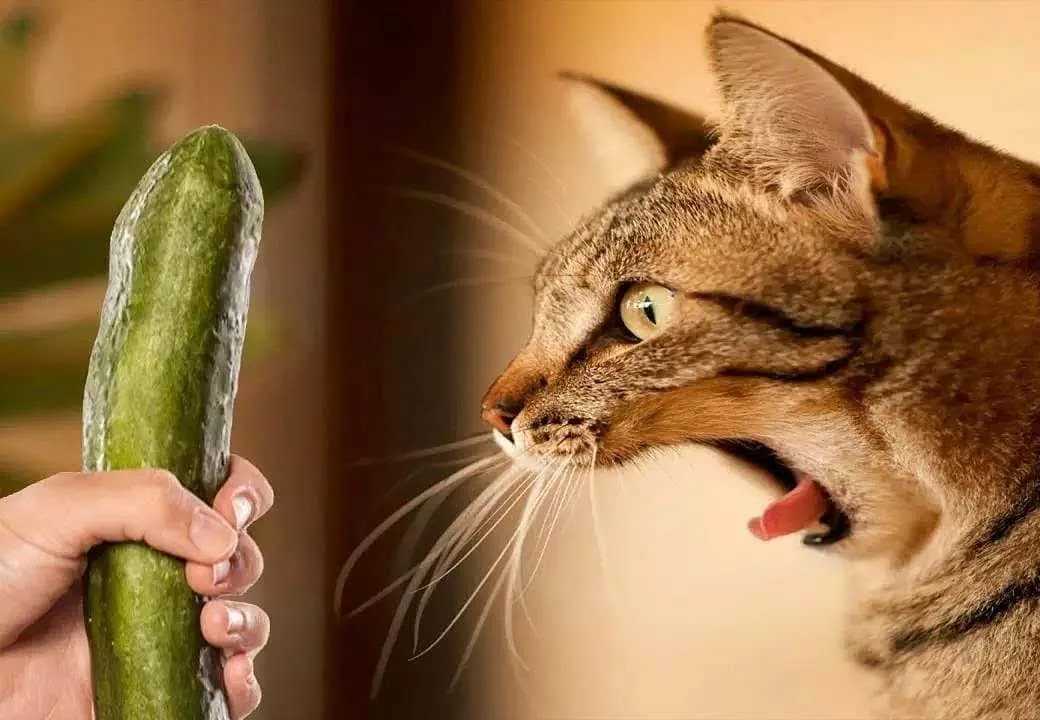 Почему кошки боятся огурцов: научный взгляд на хиты youtube