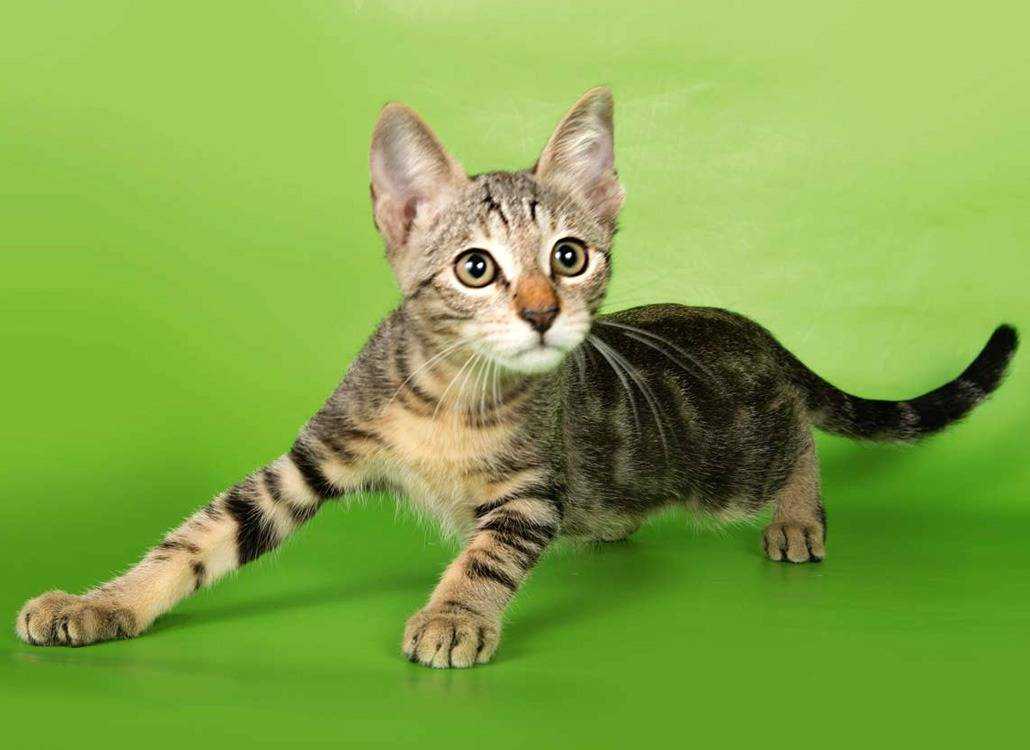Бразильская короткошерстная кошка, особенности, содержание
бразильская короткошерстная кошка, особенности, содержание