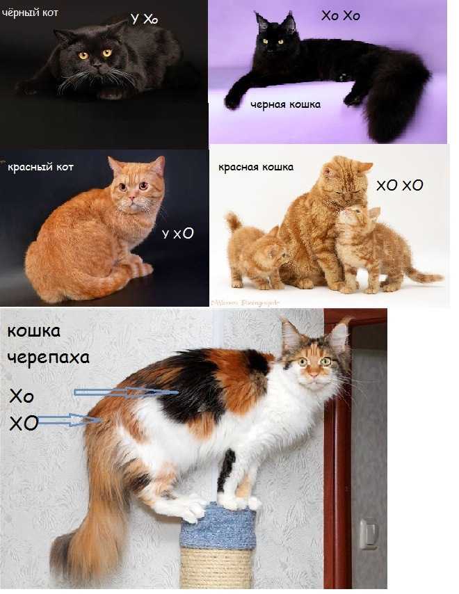 Как определить породу кота: характерные признаки