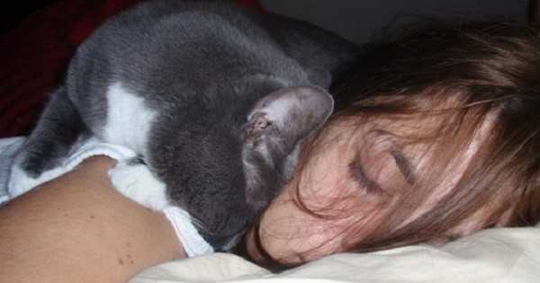 Почему кошки спят в ногах у человека, рядом с ним | zoosecrets