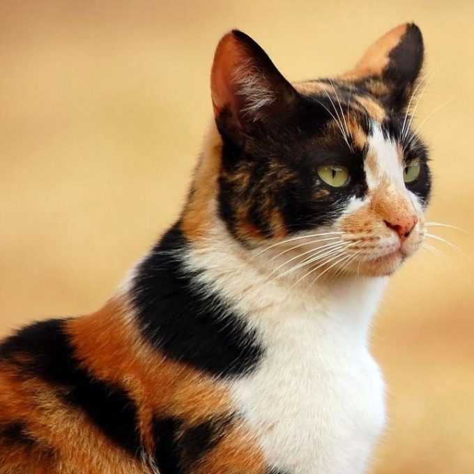 Трехцветная кошка в доме – приметы и суеверия