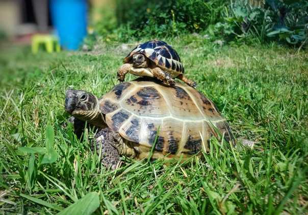 Основные рекомендации по уходу и кормлению красноухих черепах