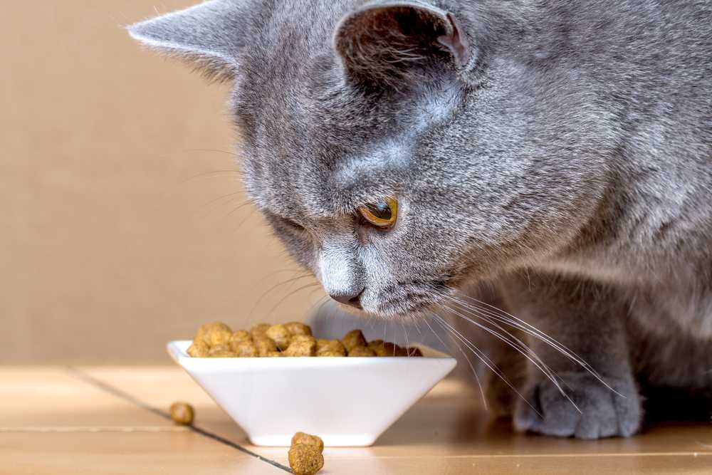 Чем и как кормить кошку правильно: что можно давать и сколько