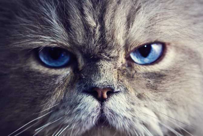Почему нельзя смотреть кошкам в глаза: мистические теории, народные приметы и суеверия, научное объяснение