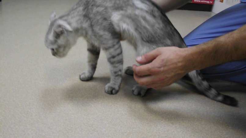 Рахит у котят и взрослых кошек: симптомы и особенности лечения. признаки заболевания