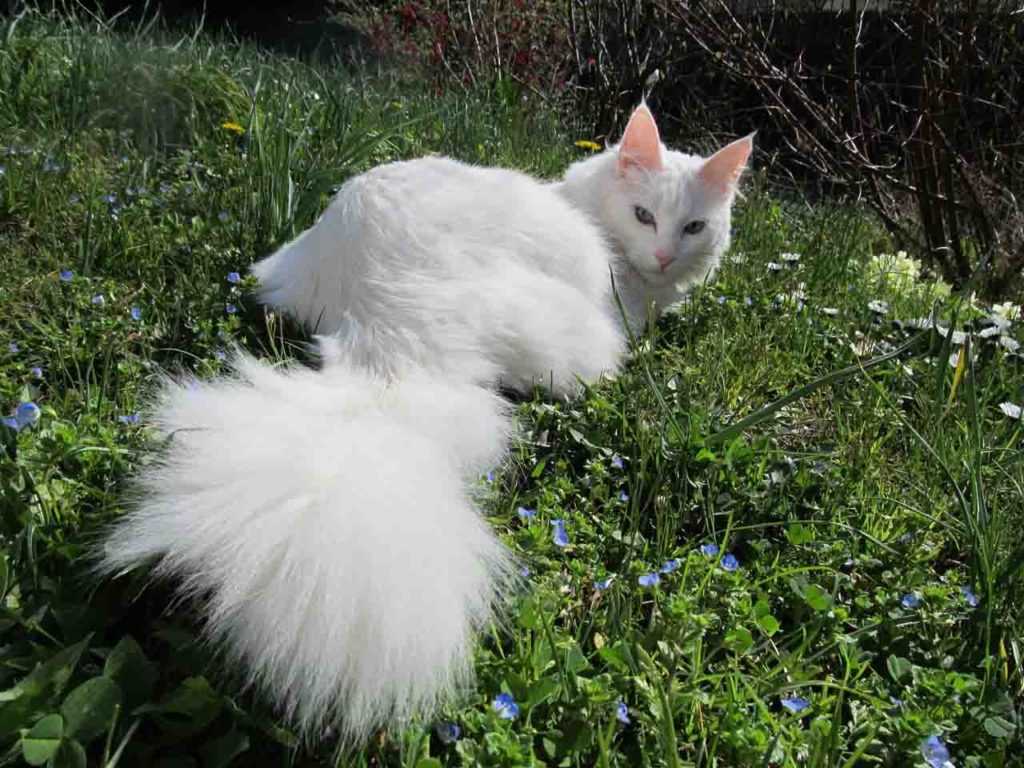 Турецкая ангора кошка фото, цена котят, описание породы и характера, отзывы