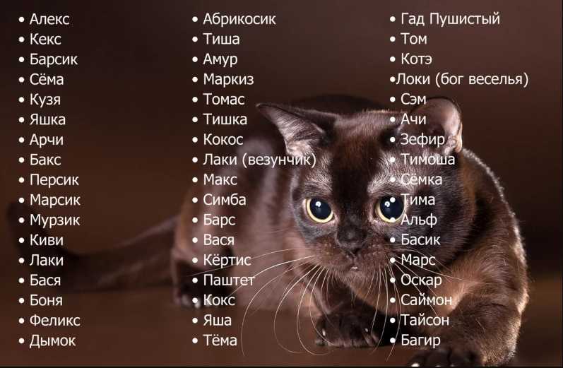 Имена и клички для черно-белых кошек - русский алфавит - sunray