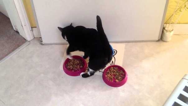 Почему кошка закапывает еду: выявляем главные причины