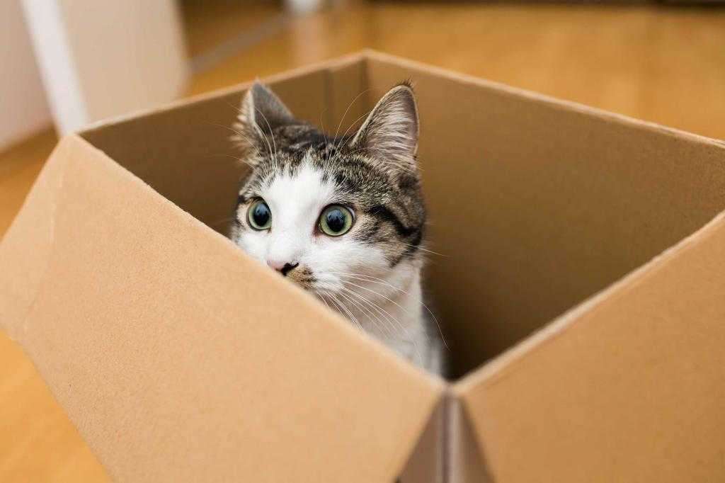 Почему кошки и коты так любят залезать в коробки и пакеты - несколько версий появления такого необычного пристрастия, забавное видео