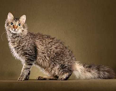 Лаперм кошка: фото, описание породы, характер, цена